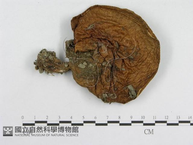 登錄號:F0005487藏品圖，第1張