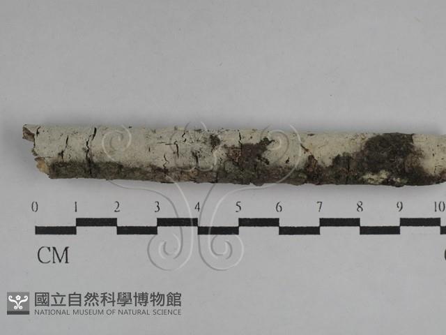 剛毛絲皮菌藏品圖，第1張