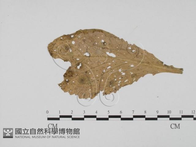 登錄號:F0019487藏品圖，第1張