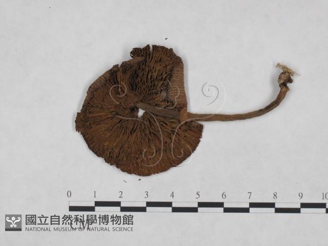 登錄號:F0023487藏品圖，第1張