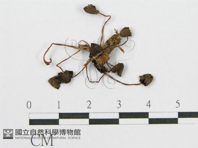 登錄號:F0003487藏品圖，第1張