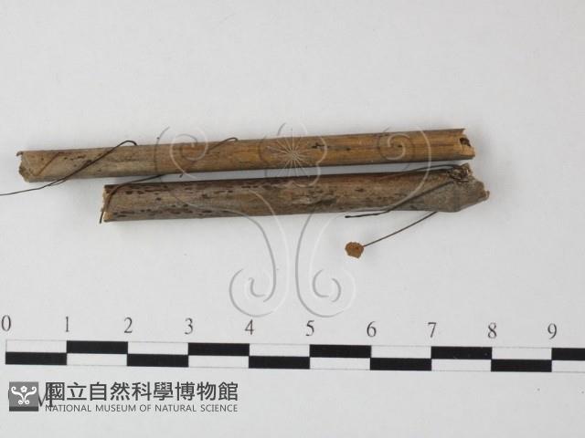 小皮傘屬藏品圖，第1張