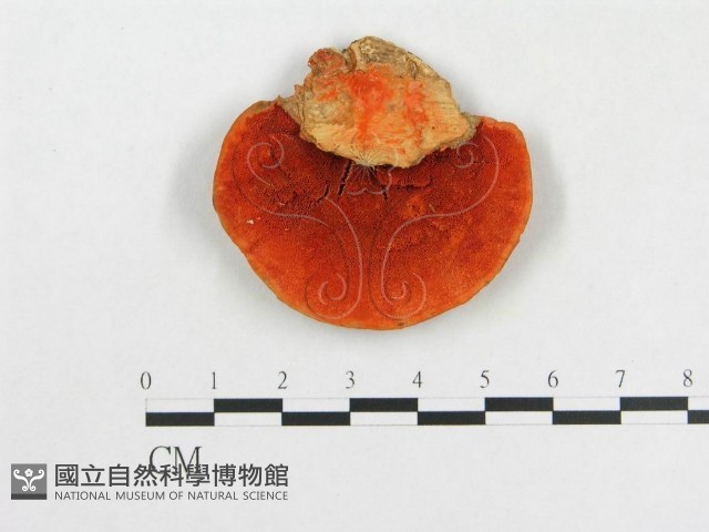 血紅密孔菌藏品圖，第1張