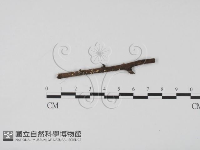 登錄號:F0020787藏品圖，第1張