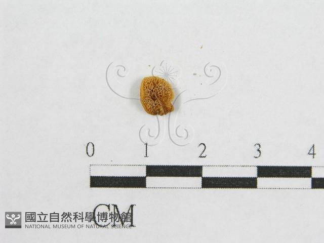 登錄號:F0010787藏品圖，第1張