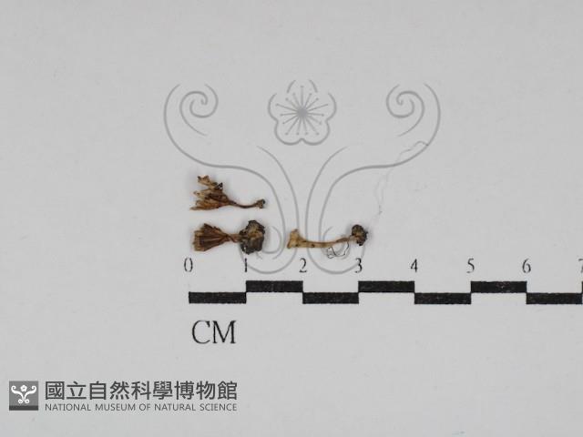 登錄號:F0030787藏品圖，第1張