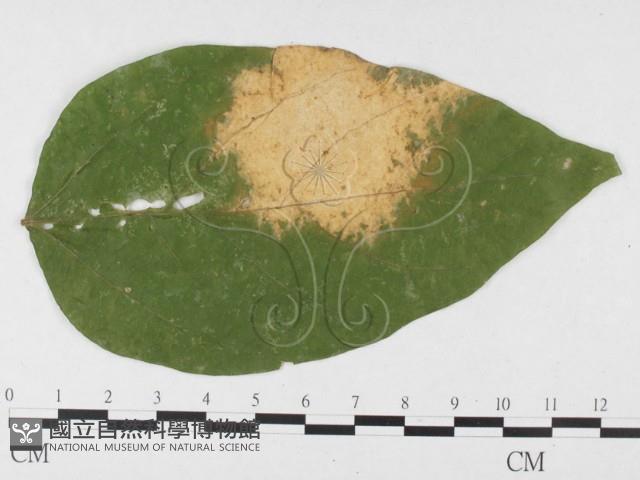 登錄號:F0026787藏品圖，第1張