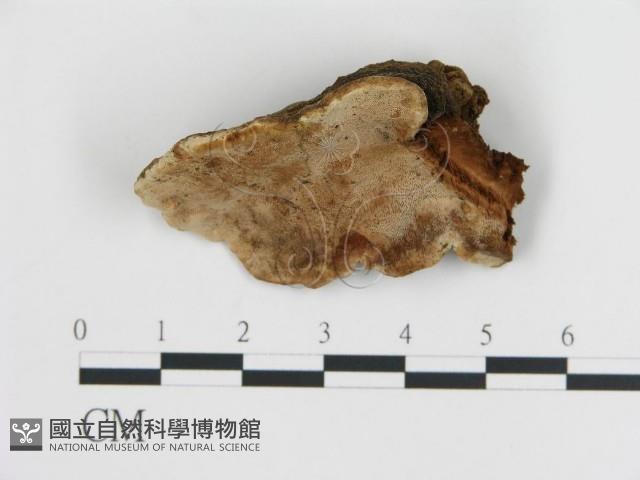 登錄號:F0006787藏品圖，第1張