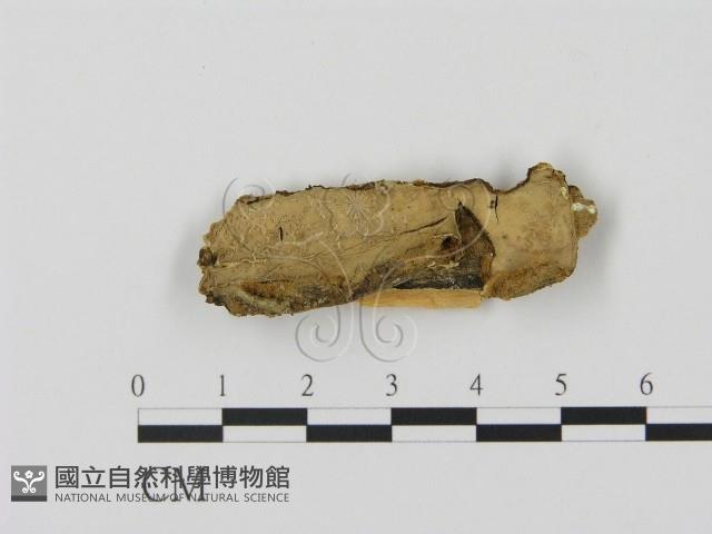 登錄號:F0016787藏品圖，第1張