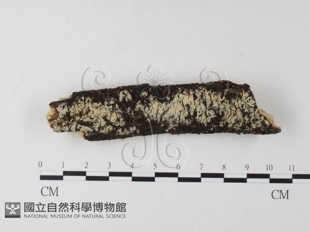 針齒銳岩菌藏品圖，第1張