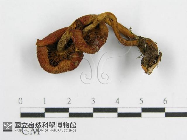 登錄號:F0001787藏品圖，第1張
