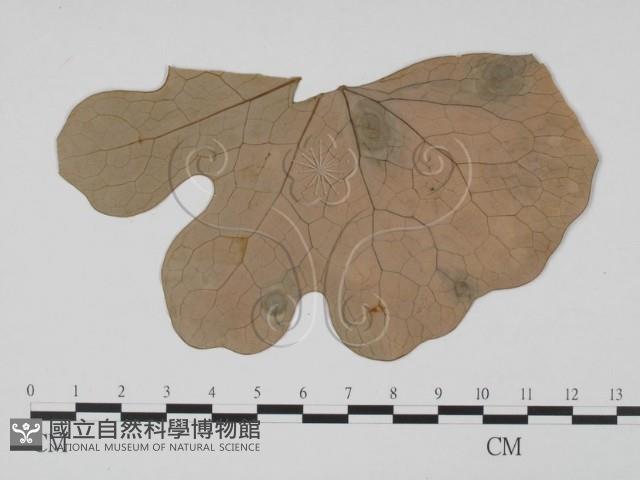 登錄號:F0011787藏品圖，第1張