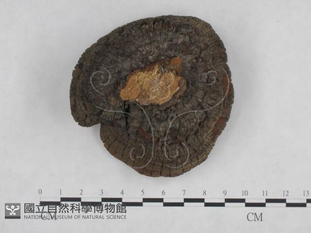 登錄號:F0024787藏品圖，第1張