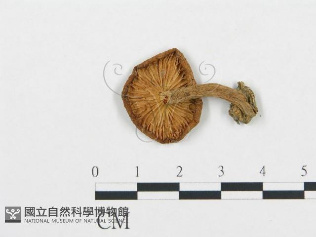 登錄號:F0004787藏品圖，第1張