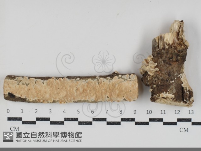 登錄號:F0034787藏品圖，第1張
