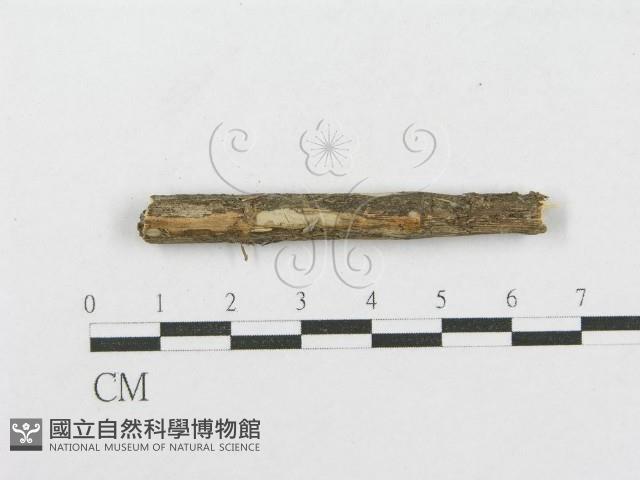 登錄號:F0012787藏品圖，第1張