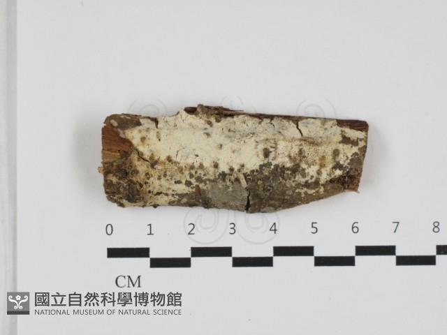 剛毛絲皮菌藏品圖，第1張