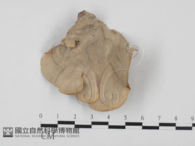 蠔韌革菌藏品圖，第3張