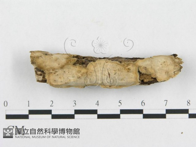 登錄號:F0007787藏品圖，第1張