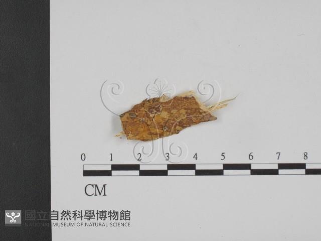 登錄號:F0017787藏品圖，第1張