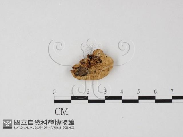 登錄號:F0025787藏品圖，第1張
