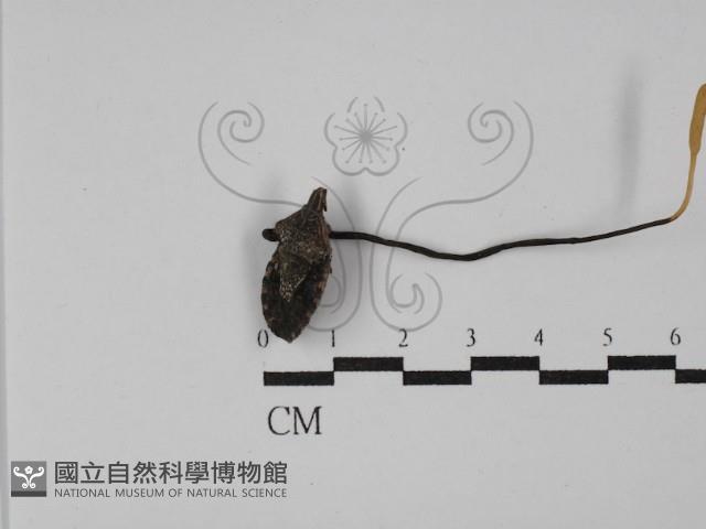 登錄號:F0029787藏品圖，第1張