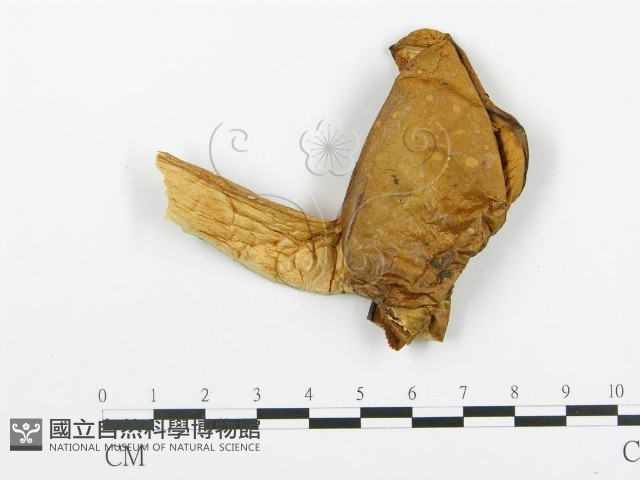 登錄號:F0009787藏品圖，第1張