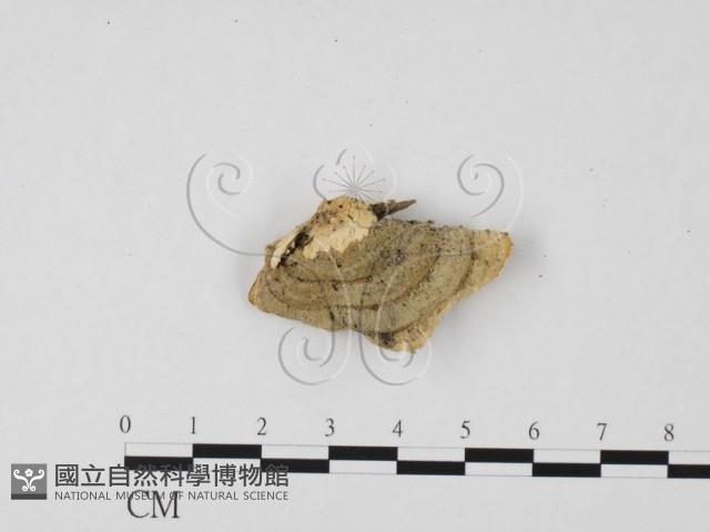 栓菌屬藏品圖，第1張