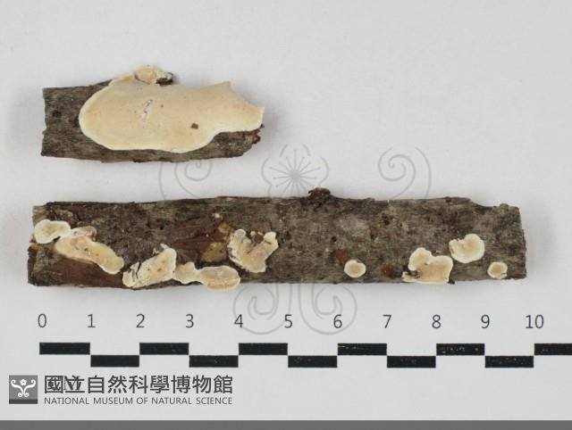 骨皮菌屬藏品圖，第1張