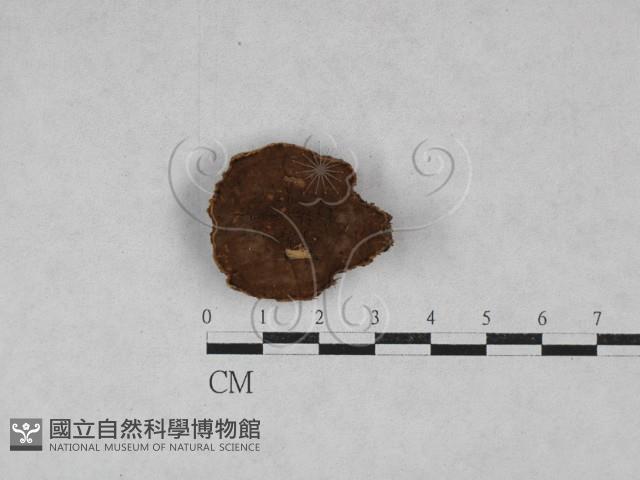 登錄號:F0028587藏品圖，第1張