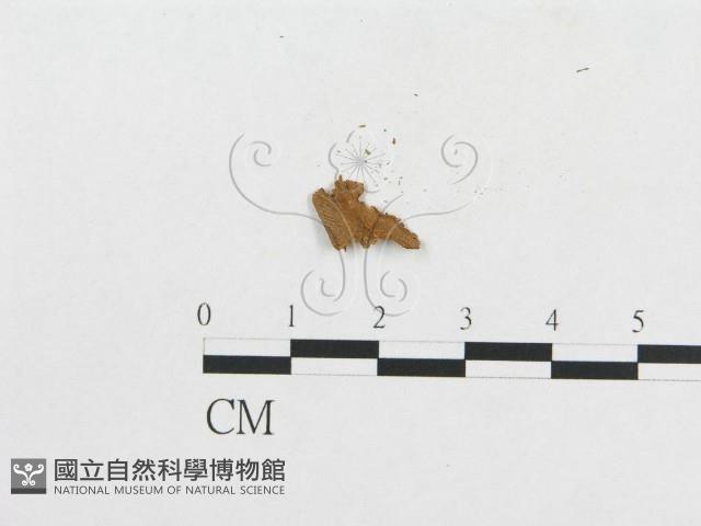 登錄號:F0008587藏品圖，第1張