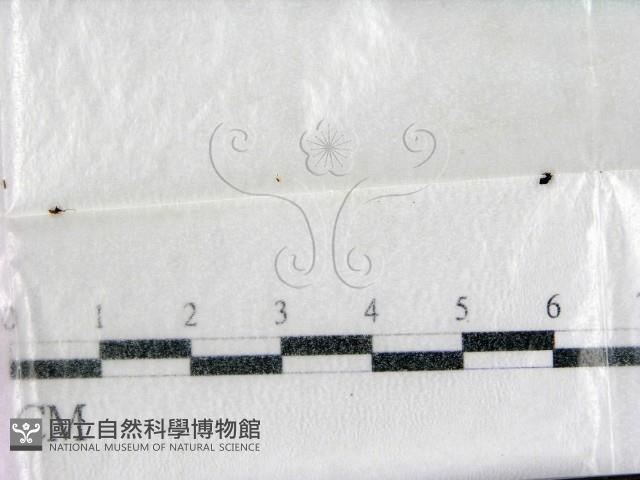 登錄號:F0000587藏品圖，第1張