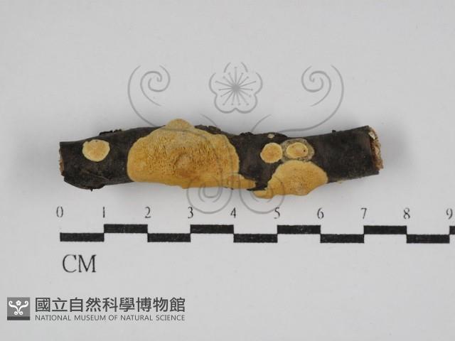 多年臥孔菌屬藏品圖，第1張