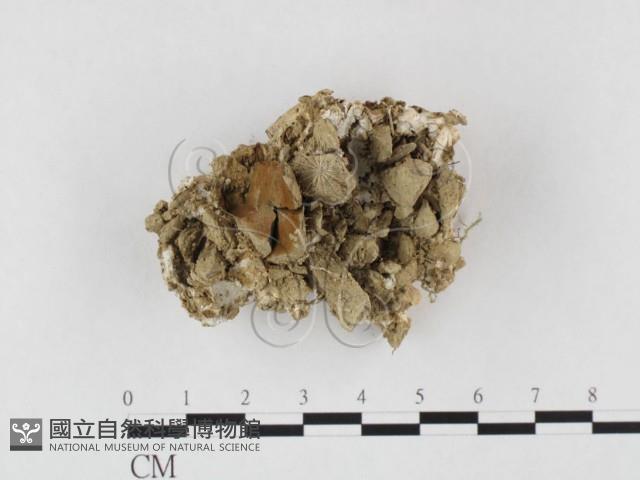 多年臥孔菌屬藏品圖，第1張