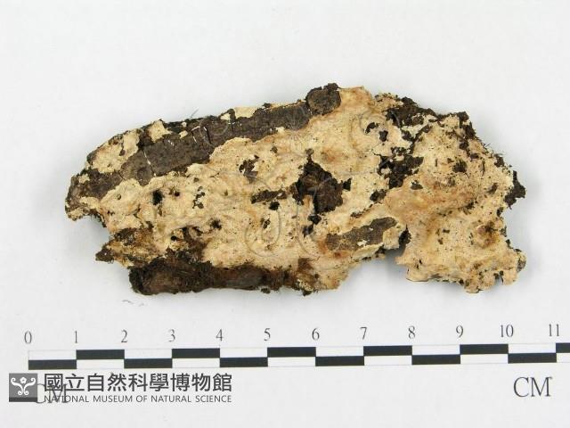 登錄號:F0006587藏品圖，第1張