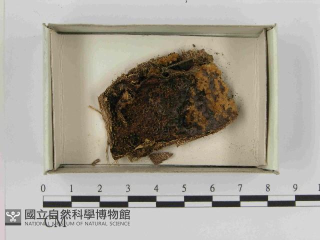 登錄號:F0021587藏品圖，第1張