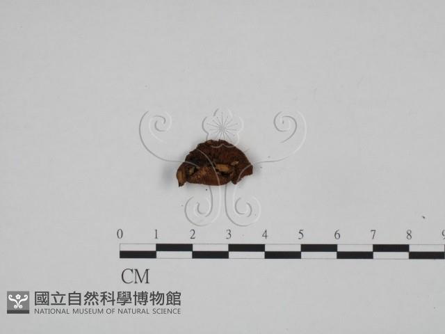 登錄號:F0024587藏品圖，第1張