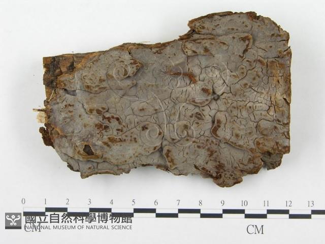 登錄號:F0004587藏品圖，第1張