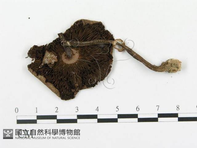 傘菌屬藏品圖，第1張