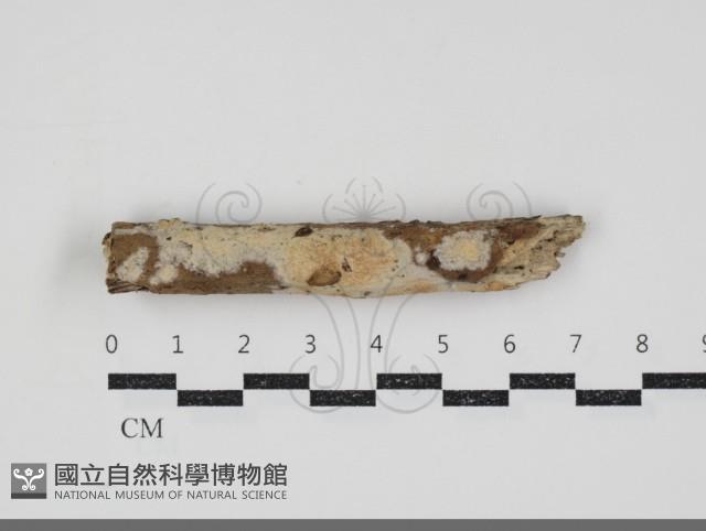 登錄號:F0034587藏品圖，第1張