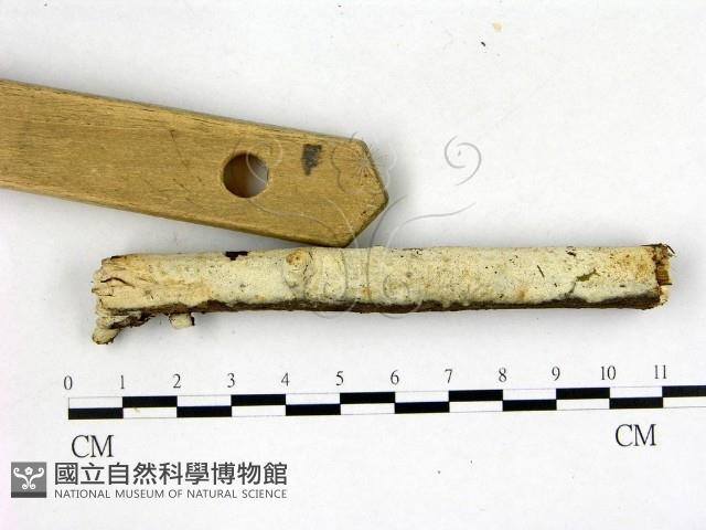 剛毛絲皮菌藏品圖，第1張