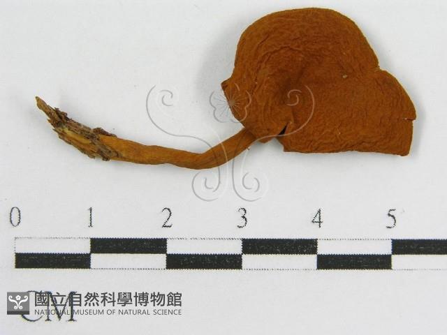 登錄號:F0012587藏品圖，第1張