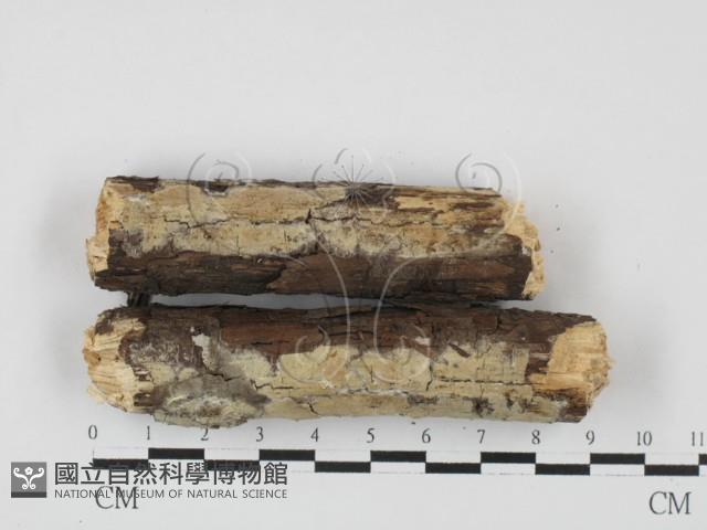 射脈菌屬藏品圖，第1張