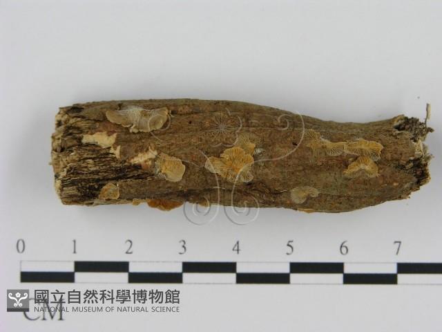 登錄號:F0007587藏品圖，第1張