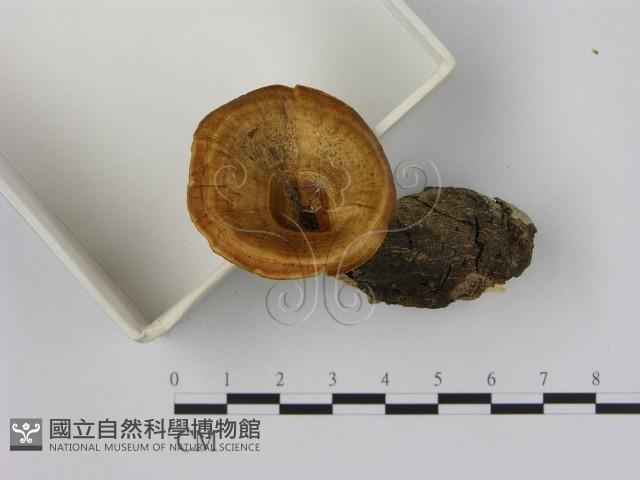 相鄰小孔菌藏品圖，第1張