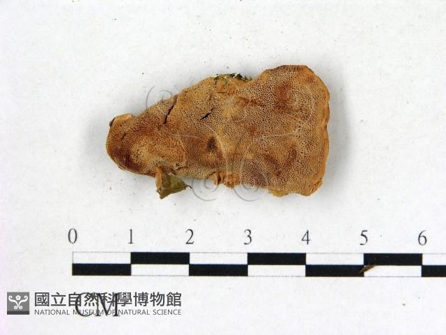 登錄號:F0009587藏品圖，第1張
