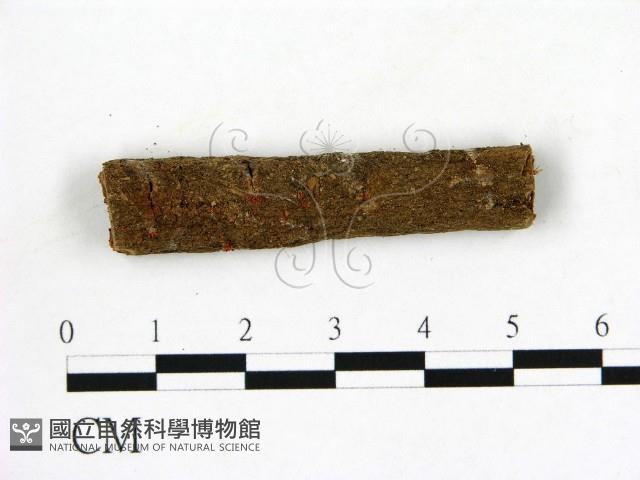 登錄號:F0019587藏品圖，第1張