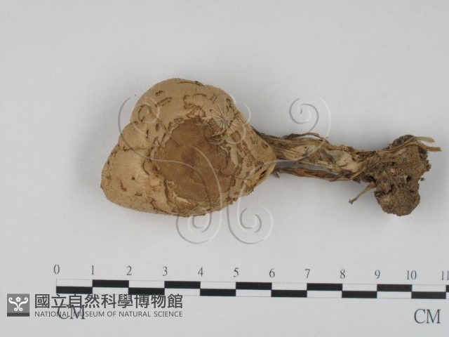 登錄號:F0003587藏品圖，第1張