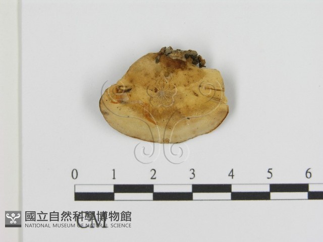登錄號:F0013587藏品圖，第1張