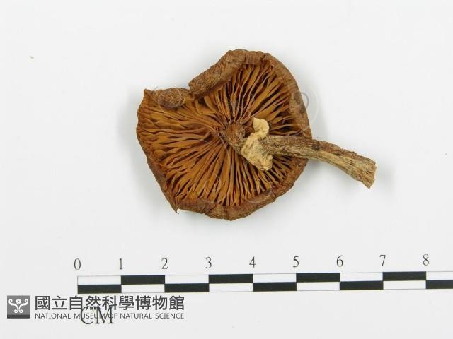 登錄號:F0008187藏品圖，第1張